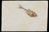 Diplomystus Fossil Fish - Wyoming #101185-1